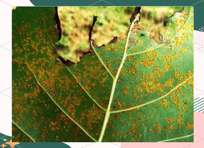 杨树叶锈病主要危害叶片,导致叶片提前脱落,影响树木正常生长