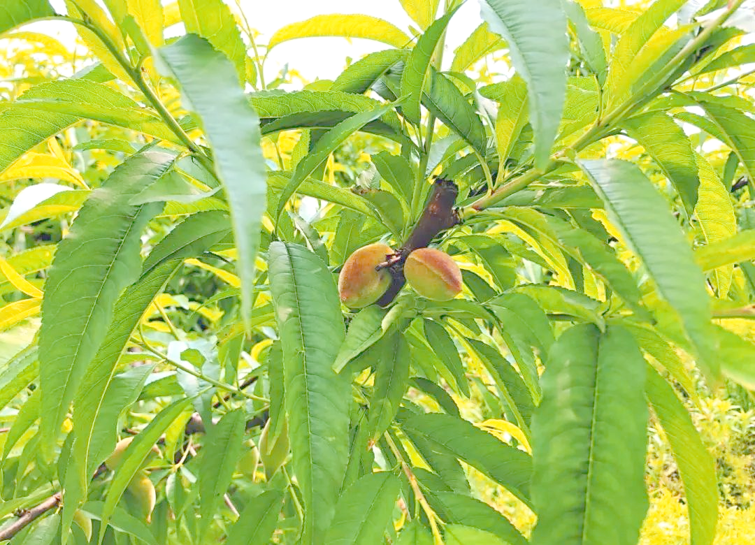 桃树叶的三大妙用,你知道这些吗