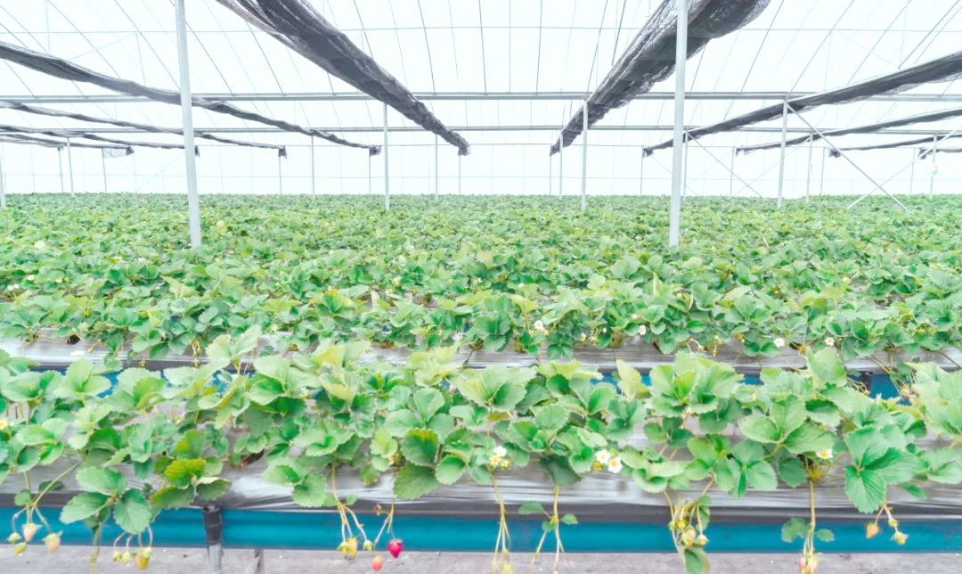晋城美味探秘:草莓种植新方法,调味料也能抑菌杀虫?