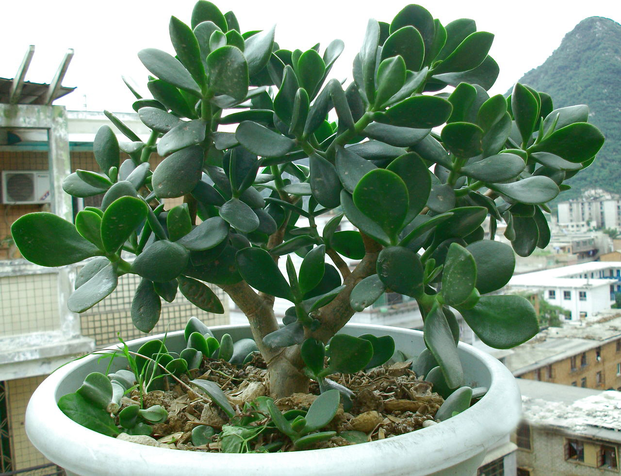 燕子掌和玉树到底有什么区别?别再傻傻分不清,注意其中一个有毒