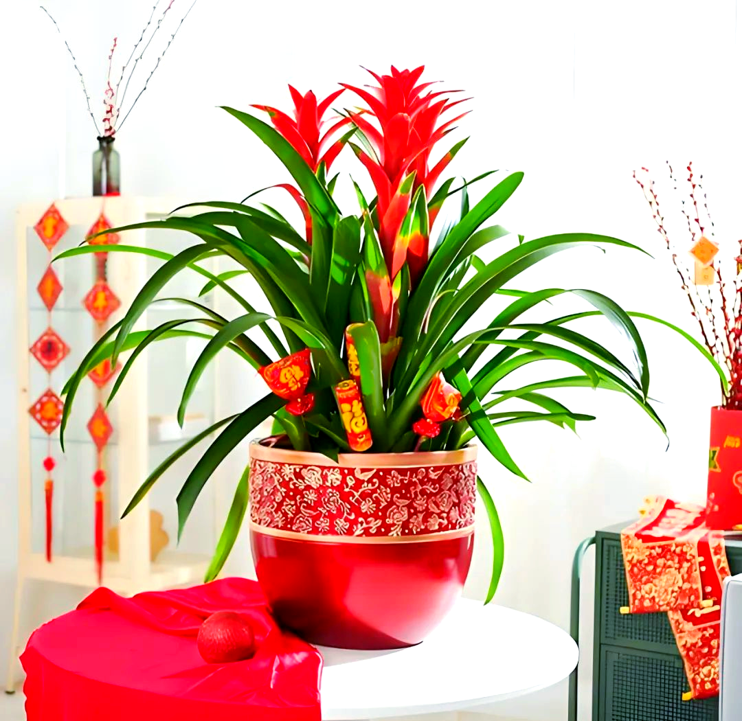 凤梨花盆栽养护全攻略:从选土到繁殖,助您轻松培育凤梨花