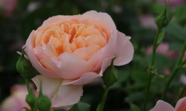 博斯科贝尔(boscobel)