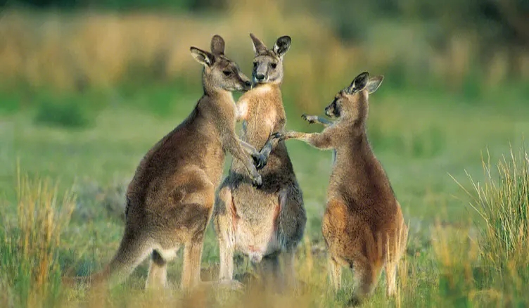 动物趣闻:它是澳大利亚的特有动物,盘点两种特别的袋鼠
