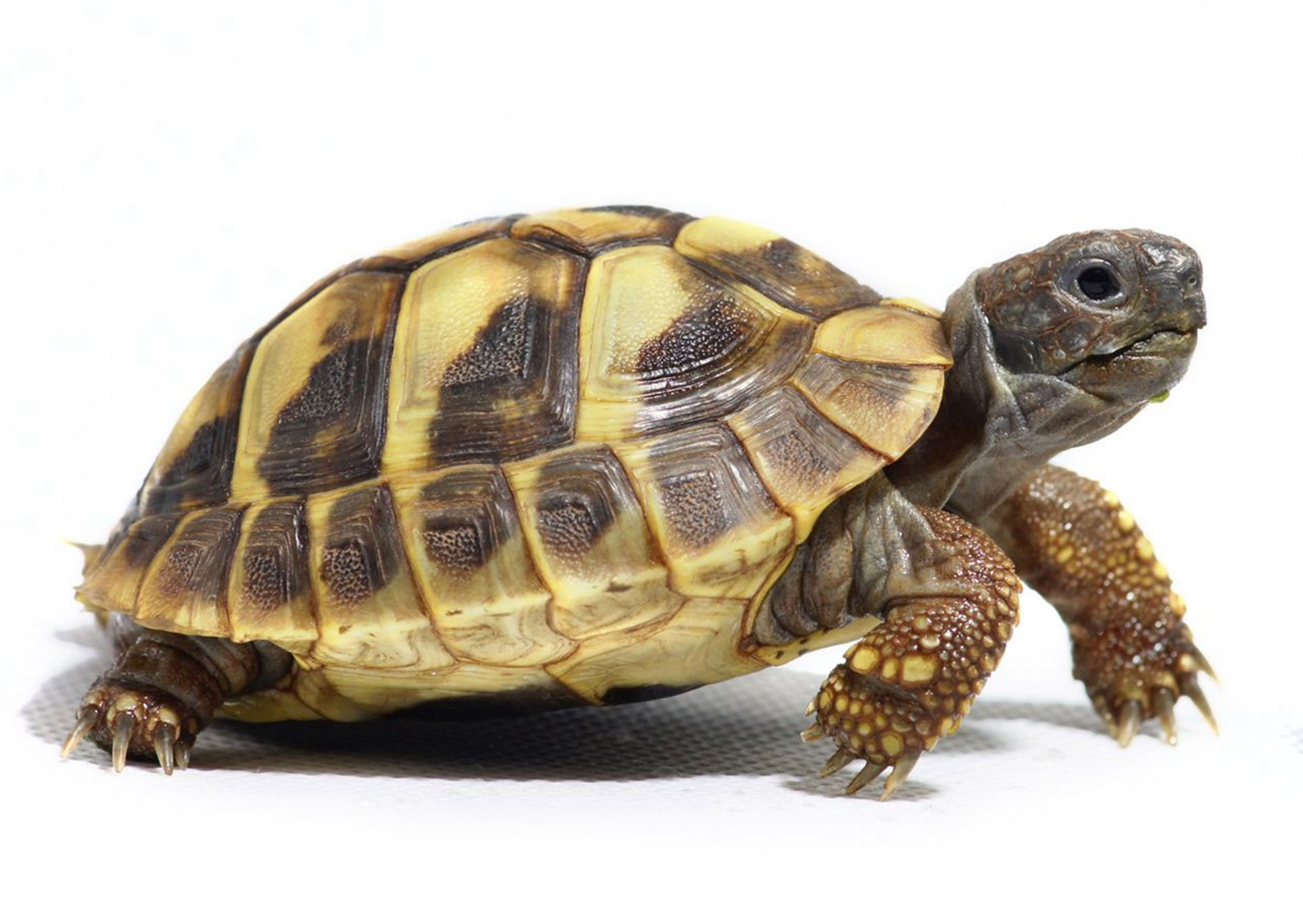 一般来说乌龟的寿命有多久?常见的品种有哪些?