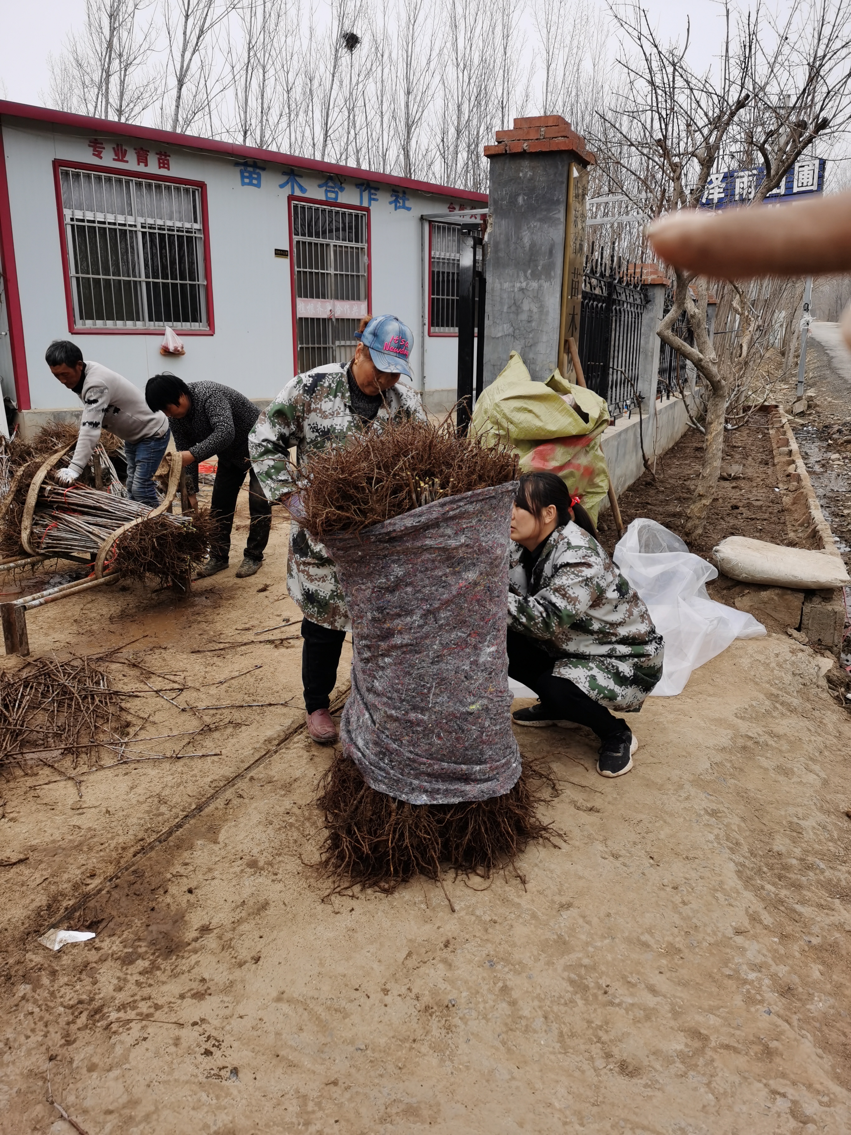 皇家雷尼樱桃树的kgb修剪技术 2年生矮化皇家雷尼樱桃树苗价格