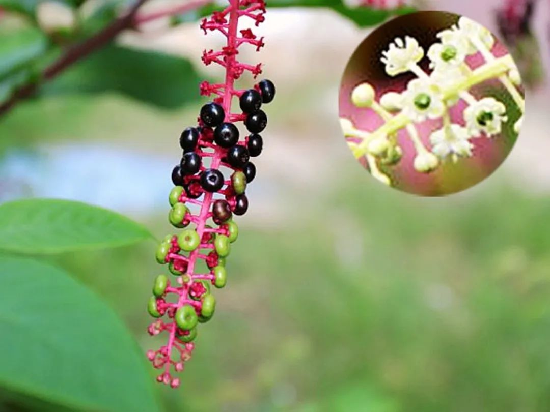 商陆有毒千万别误食