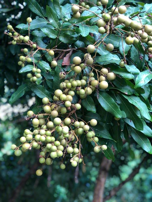 桂圆怎么种植图片