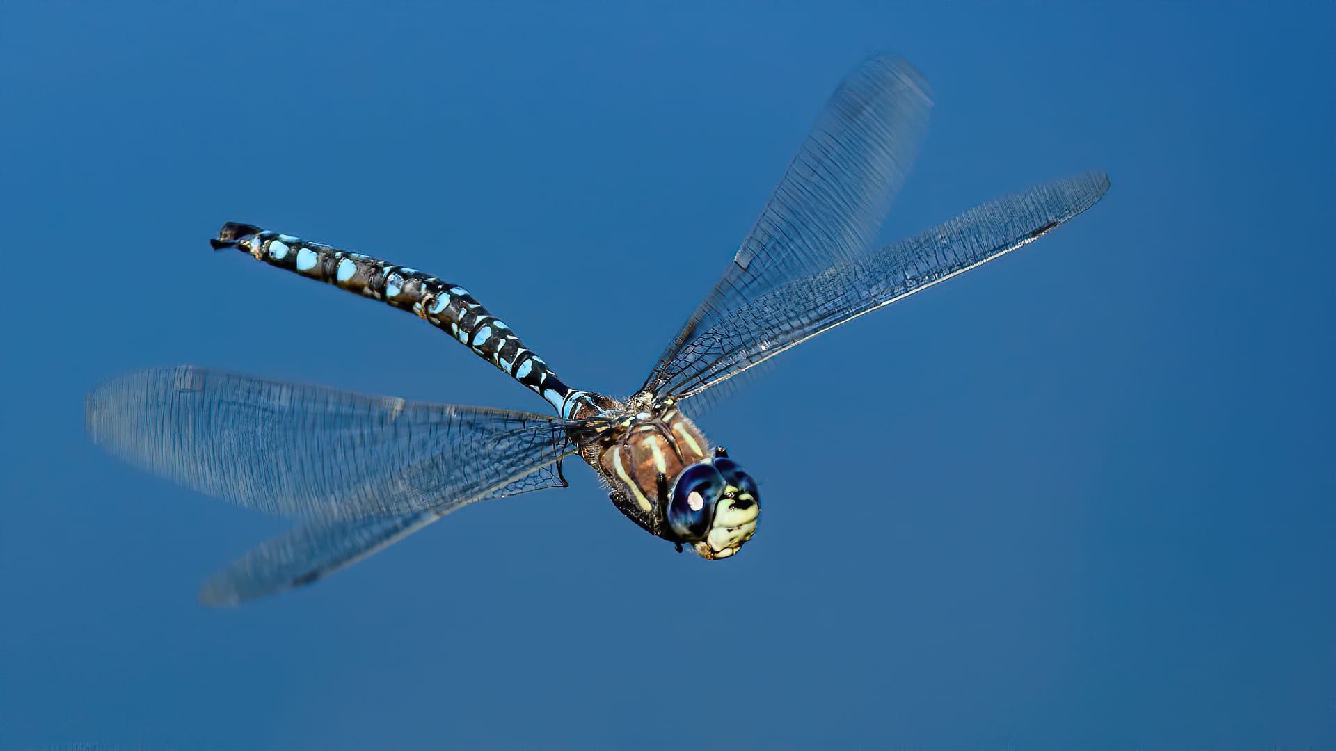 不愧是飞行大师!新研究发现,蜻蜓有着高超的飞行姿态矫正技巧