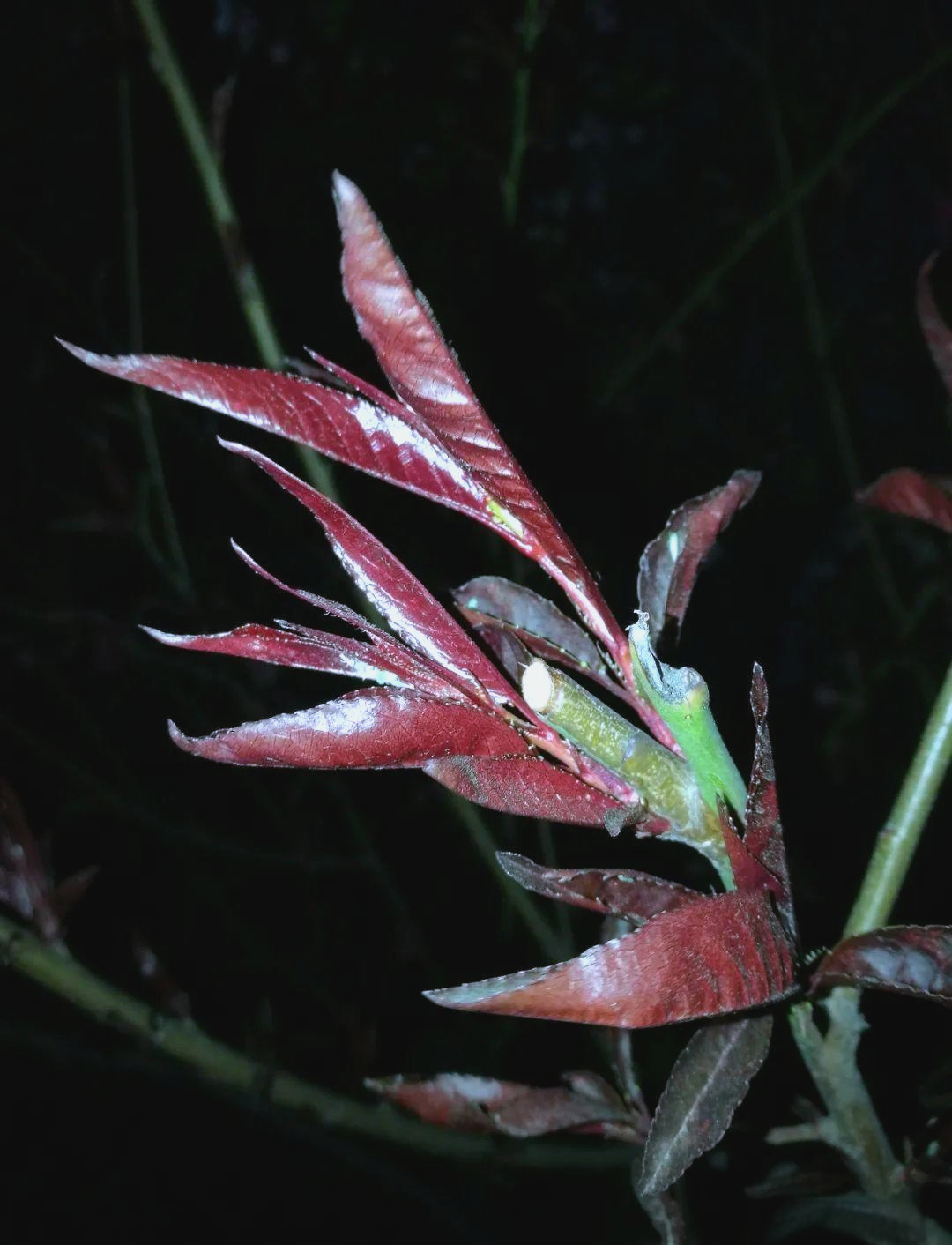 紫叶桃花:从外观到花语的全方位解读