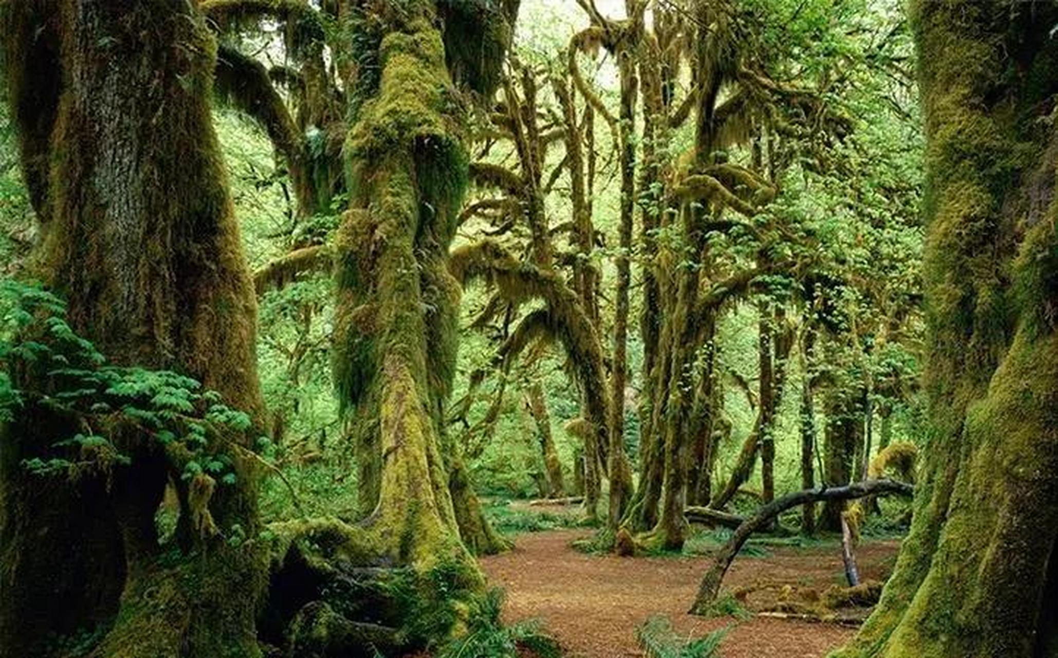 1956年解放军一支队伍在云南原始森林深处,发现一群衣不蔽体的男男女