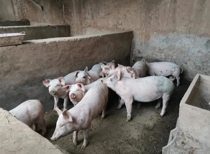 灵台"牛人"张效敏:在养牛中追寻"光明"