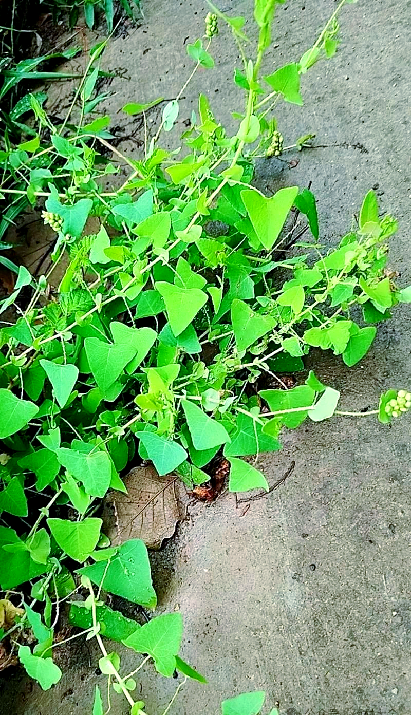 杠板归:传统草药治疗带状疱疹的神奇力量