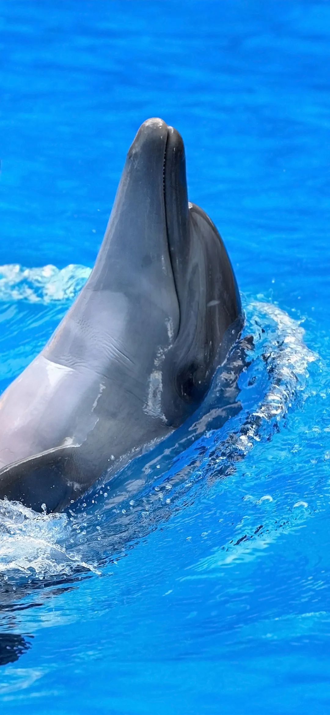 全面屏壁纸高清|很不错的聊天背景壁纸