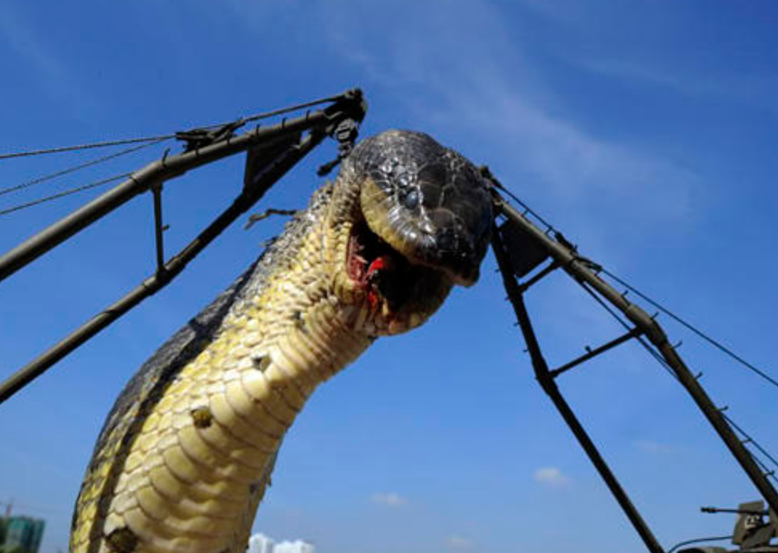 真有16米长的大蛇吗?2009年广西疑似挖到巨型黄金蟒,是真是假?