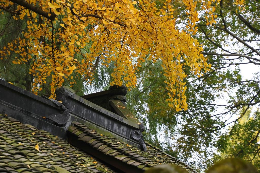 國內首次!成都發布公園城市銀杏觀葉指數(附觀葉指南)