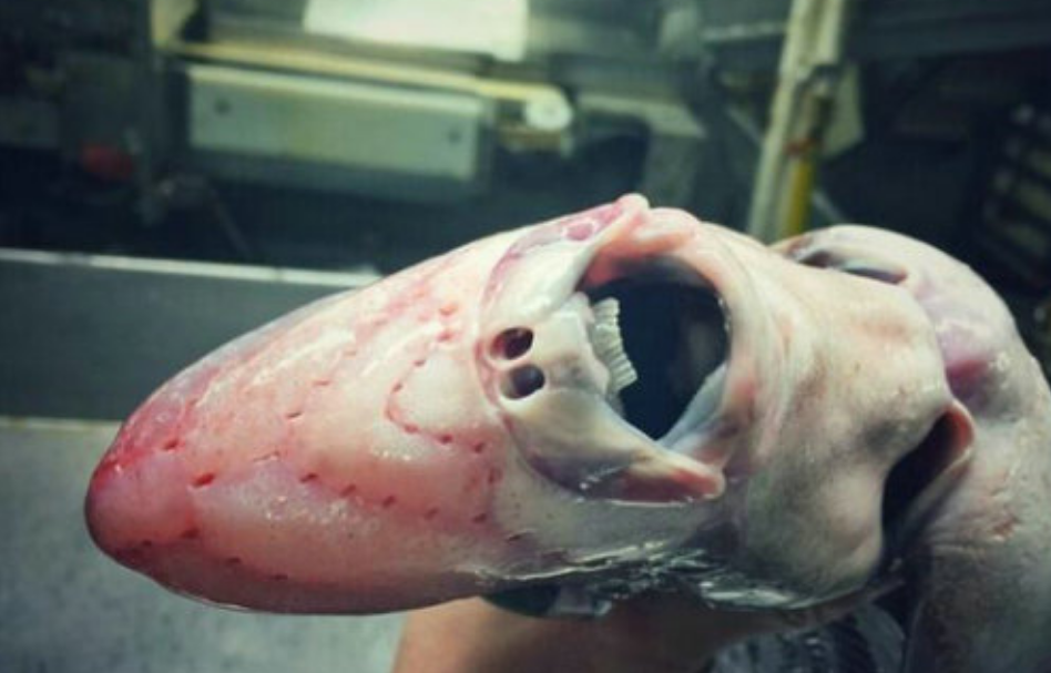 渔民意外捕获7米长怪鱼,还长着一张"人脸",嘴巴像一把锯子!