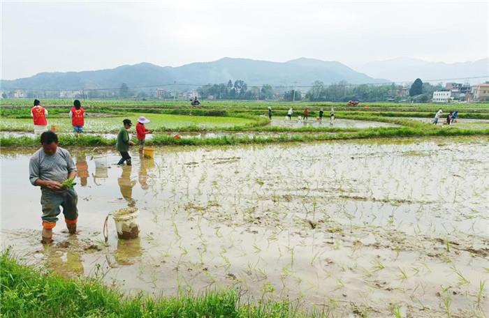 水田里村民们运秧,分秧,插秧,躬身劳作,忙碌不停,一点一点给田地换上