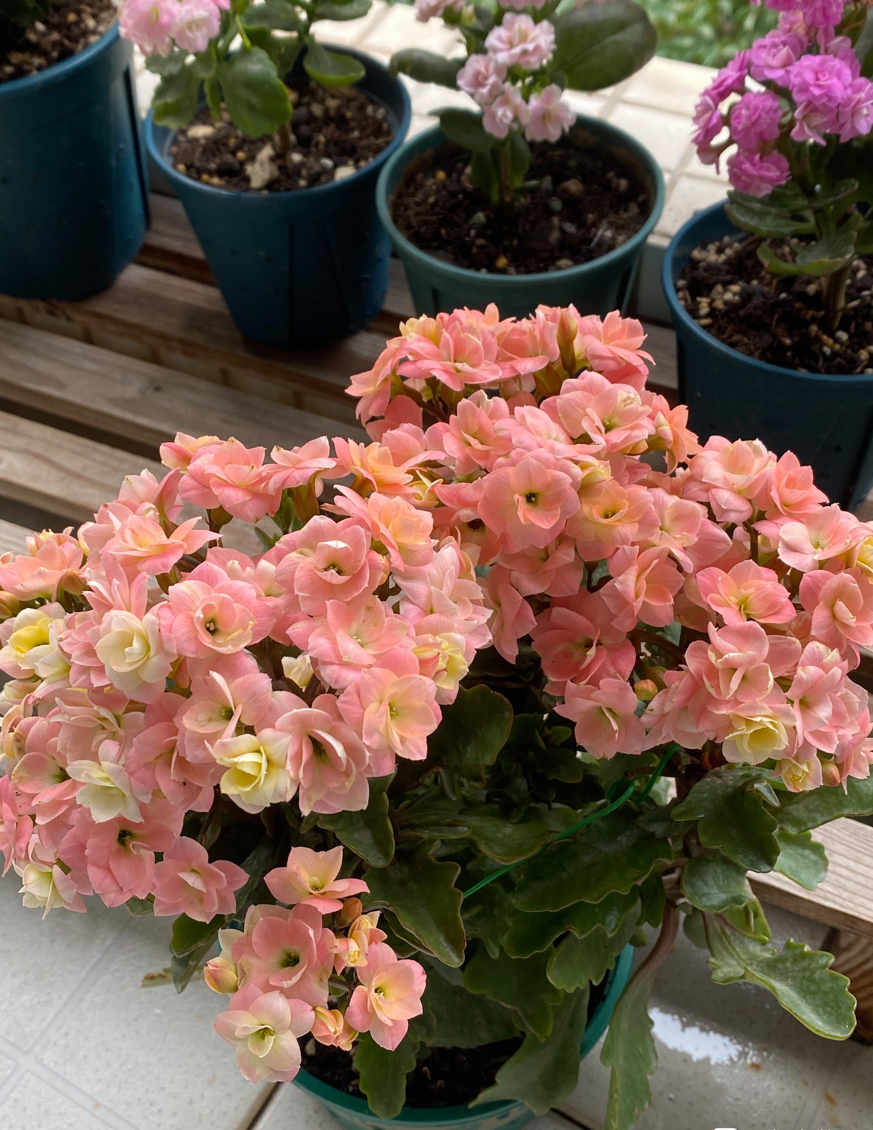 长寿花新品种—奶油慕斯,颜值高,花有香味,花量超多,多季绽放