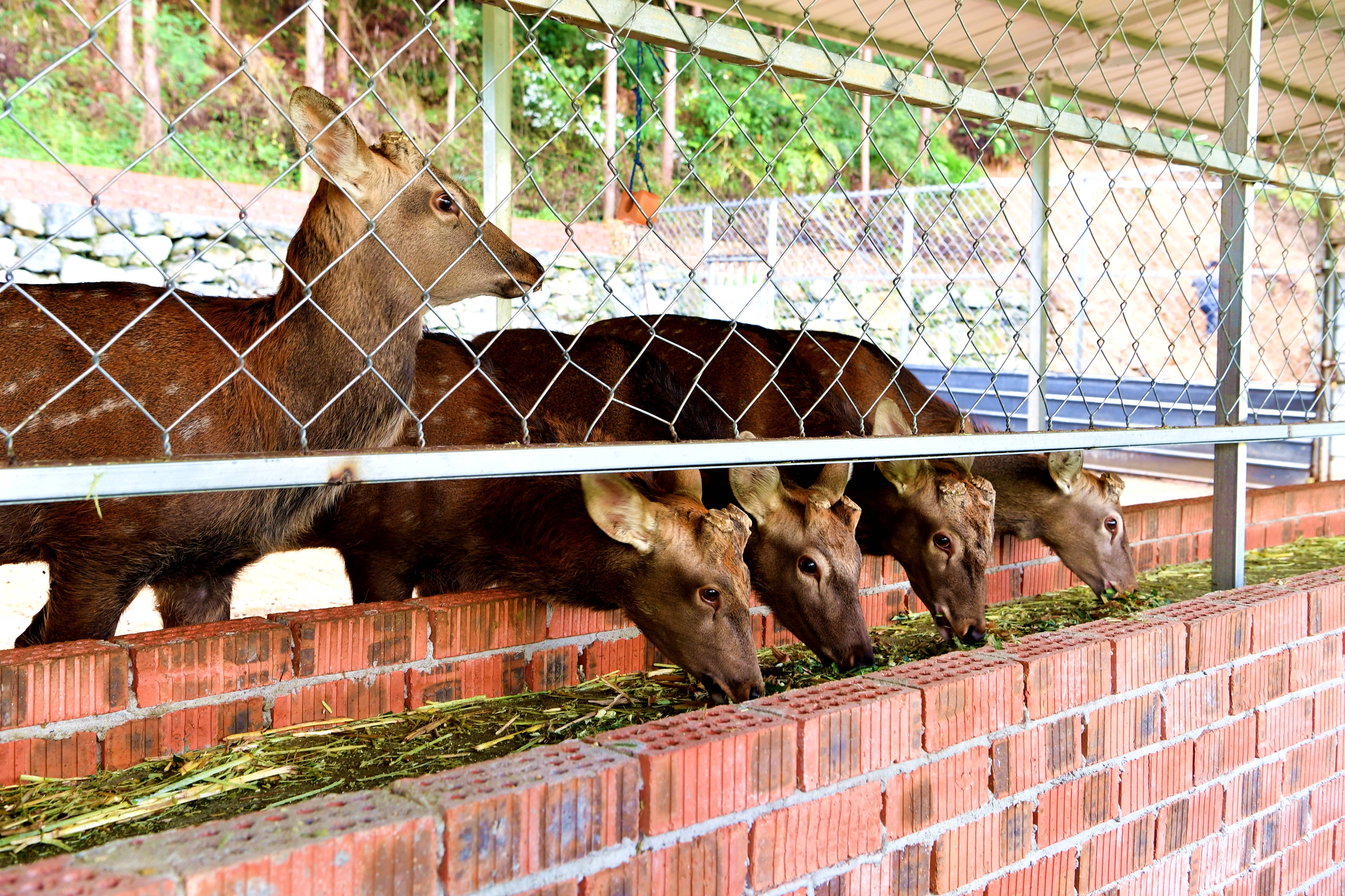 汶川:深山养殖梅花鹿 拓宽致富之路