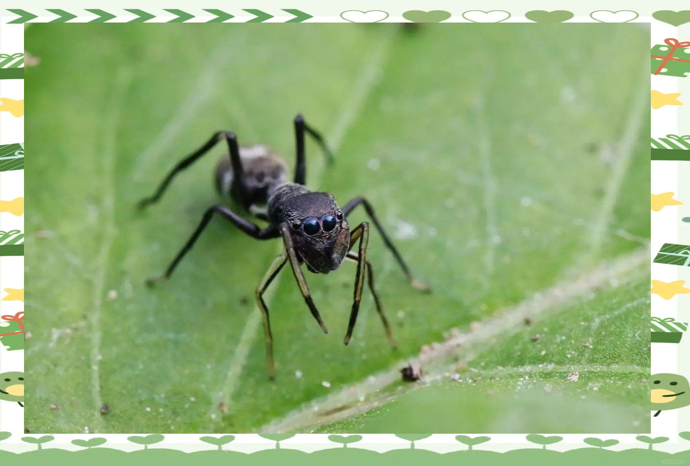 揭秘"蚂蚁"伪装者:蚁蛛的生存智慧