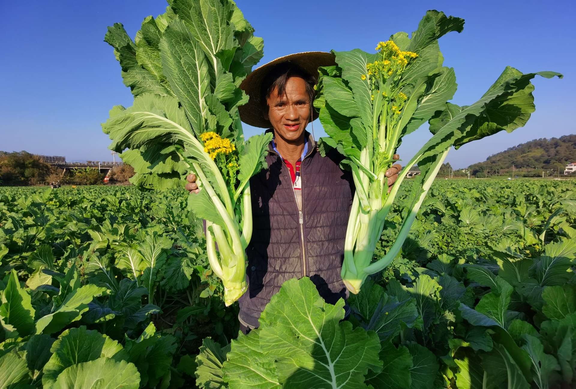 广州增城|小楼镇1.3万亩迟菜心大规模上市