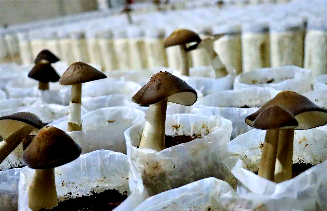 曲靖成功培育出人工种植的鸡枞菌