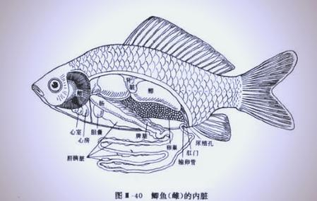 非洲肺鱼=非洲肺鱼能长多大