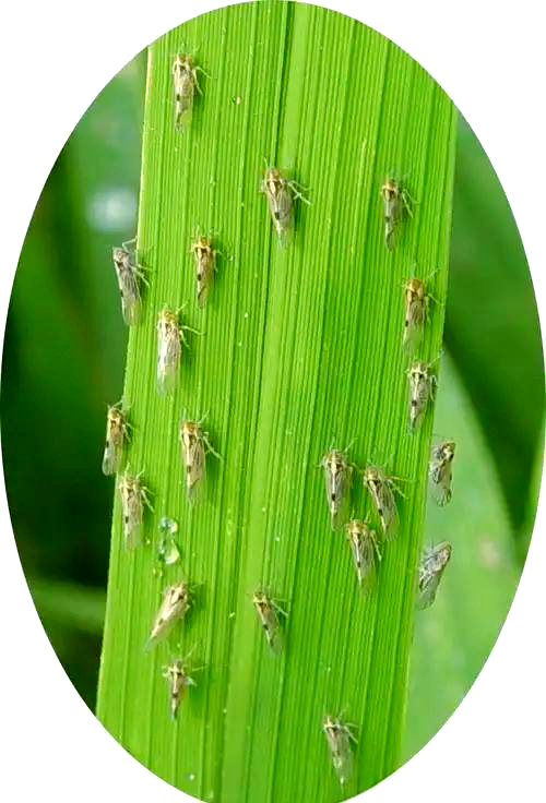 飞虱防治方法探讨