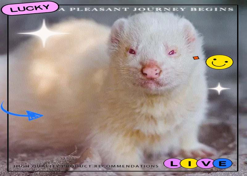 众多罕见白化动物,见者好运