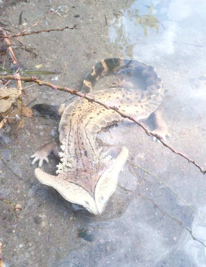 揭秘笠头螈:2.7亿年前的神秘两栖动物