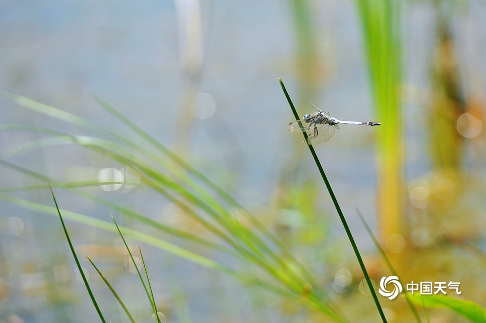 夏日的清凉 北京康西草原湿地水草丰美