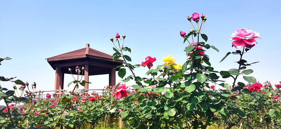 畅游花的海洋共赴瑞金红都幸福花海