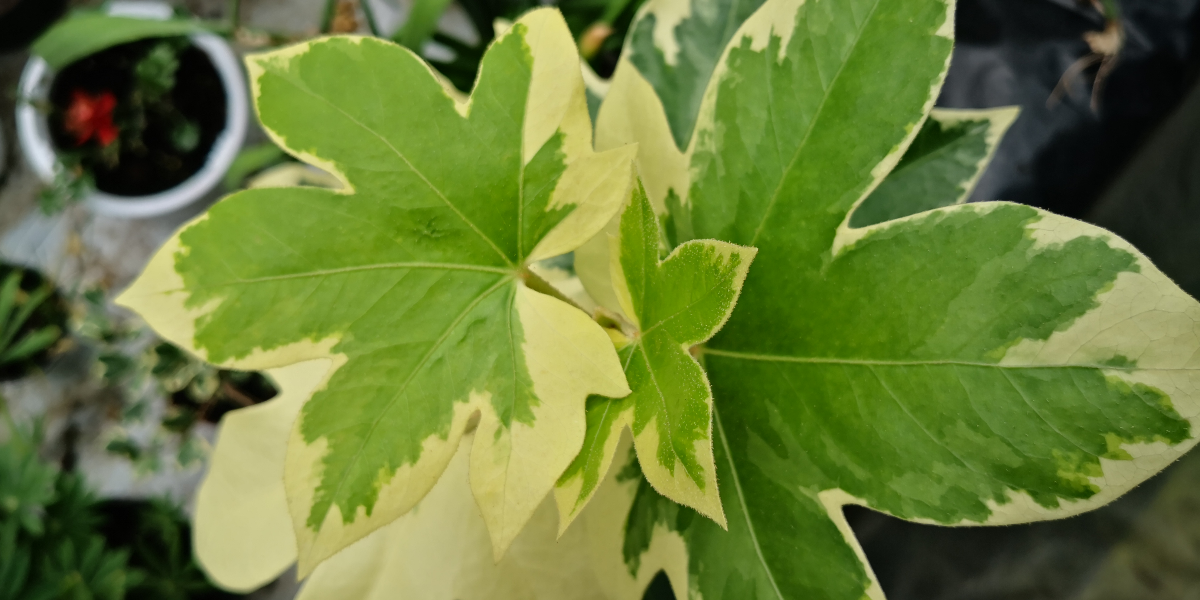 室内能耐阴,好养颜值高的花叶熊掌木