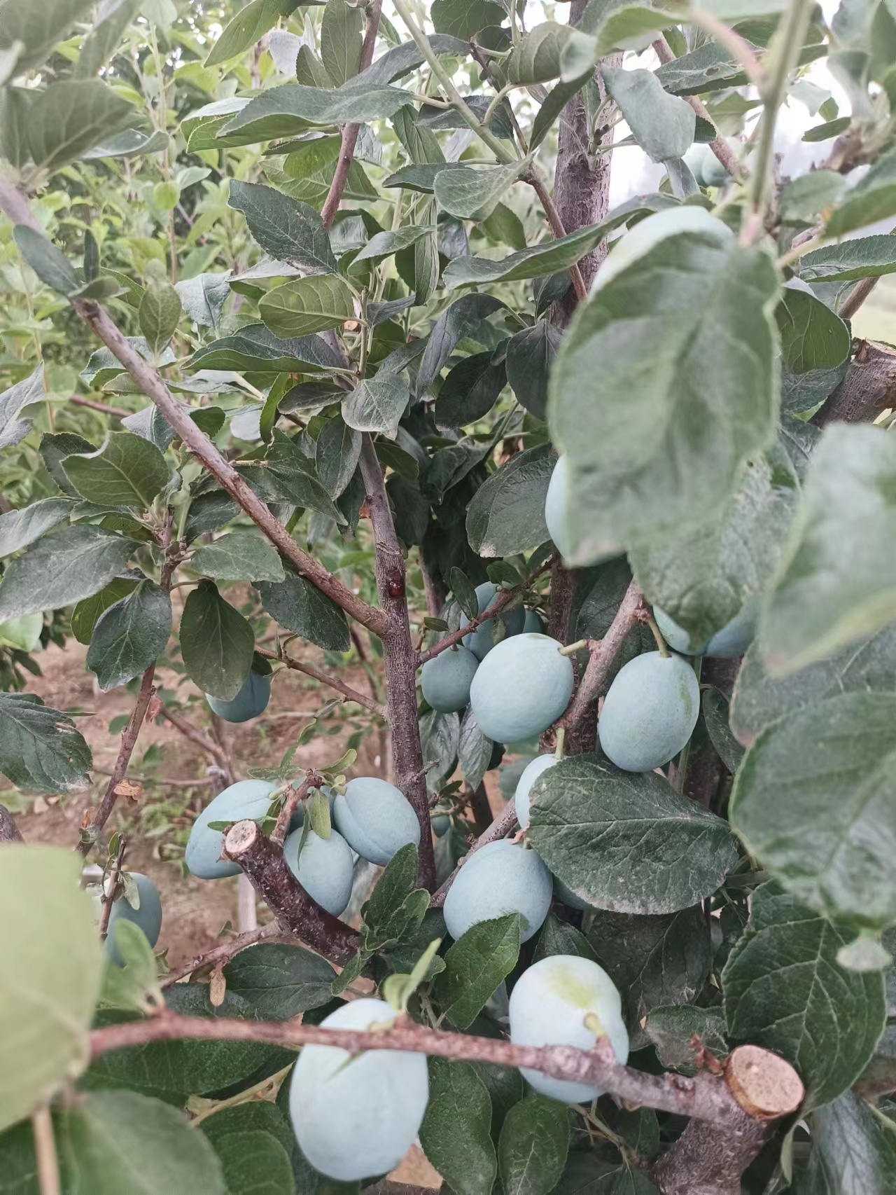 蓝蜜西梅李子品种介绍,中晚熟品种蓝蜜西梅李