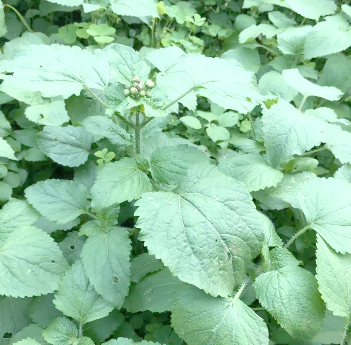 胜红蓟:从臭草到止血草的神奇转变