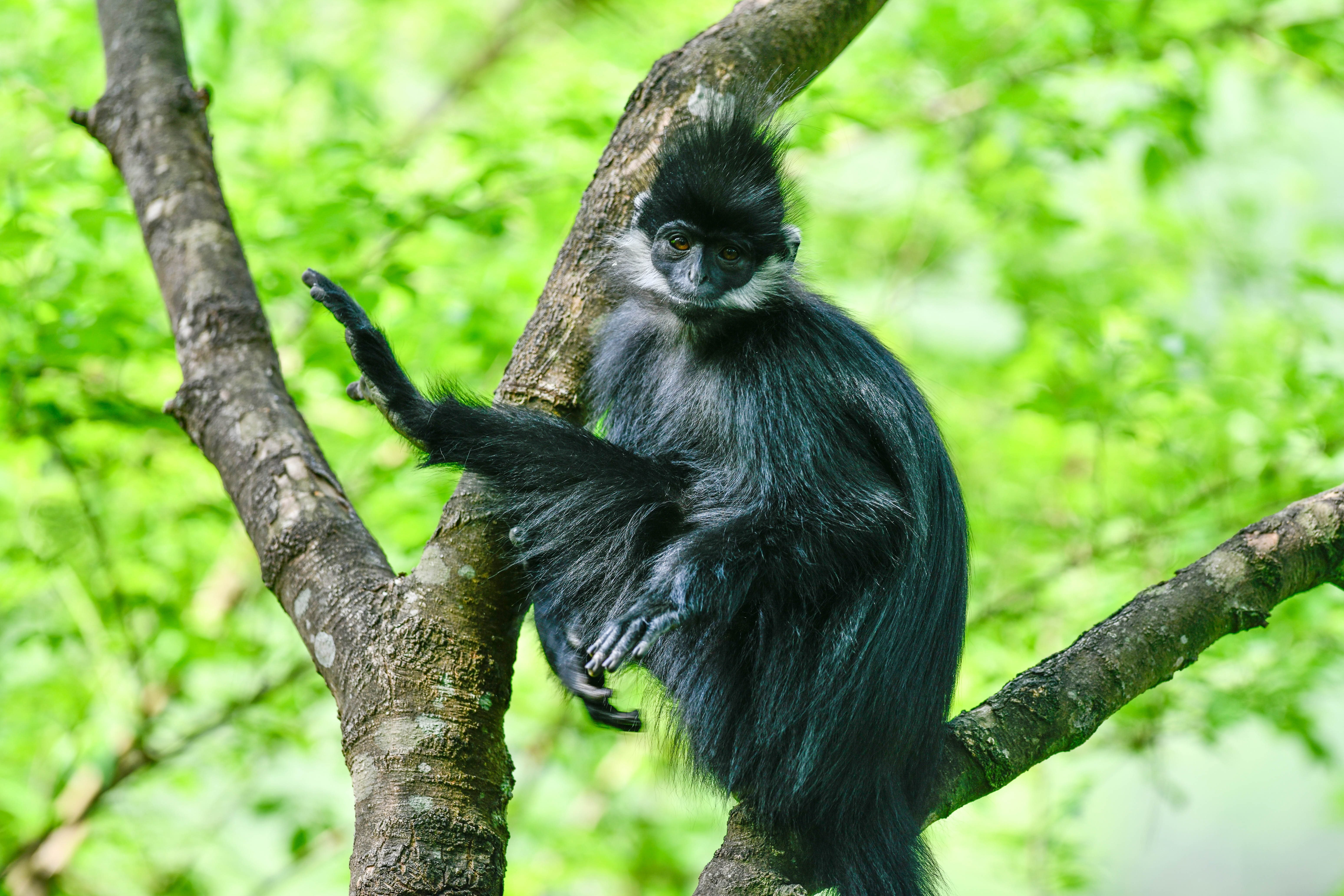 贵州麻阳河国家级自然保护区里的黑叶猴