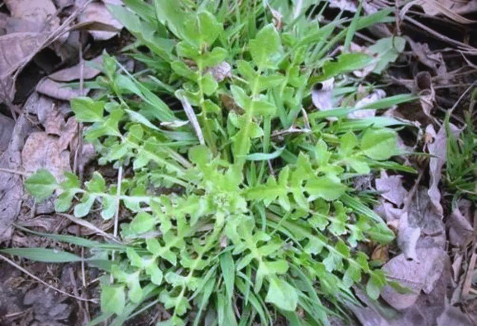 芨芨菜的多样品种与美味世界
