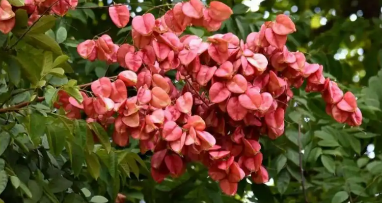 复羽叶栾树别名