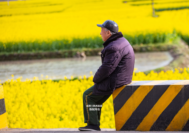 無人機高空拍攝,漢中勉縣這三個地方的油菜花美爆了,你去過嗎?