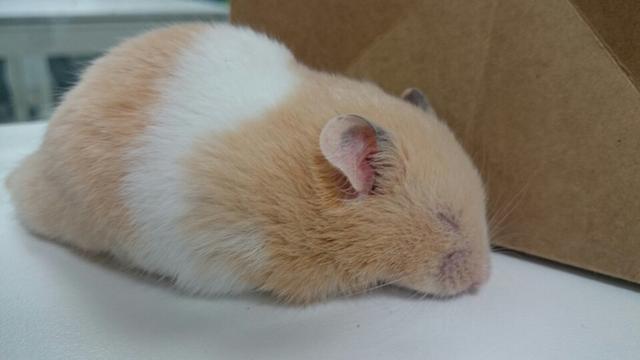 金丝熊可以用水洗澡吗?要怎么洗澡?