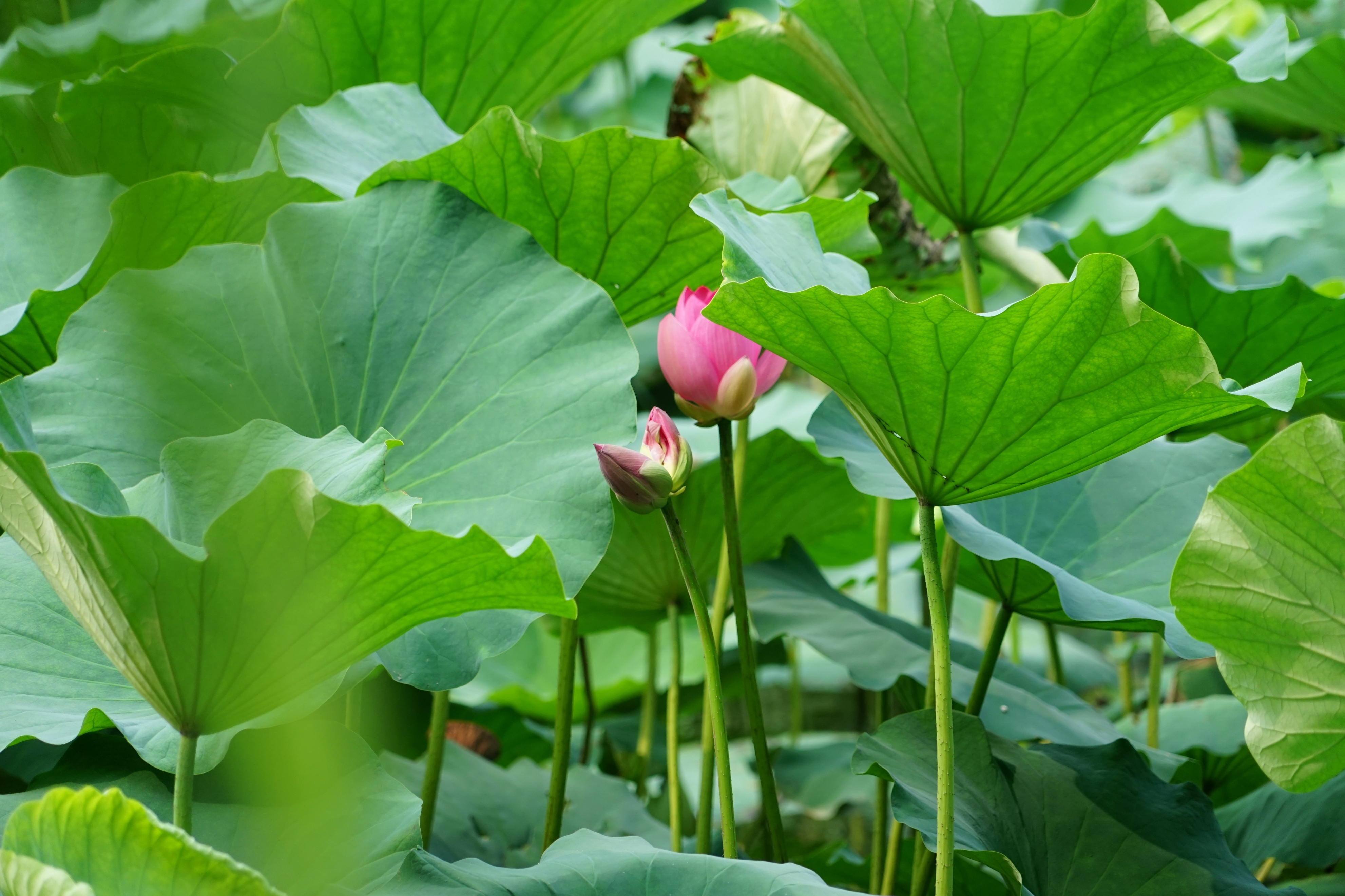 济南大明湖再现罕见并蒂莲!概率仅十万分之一