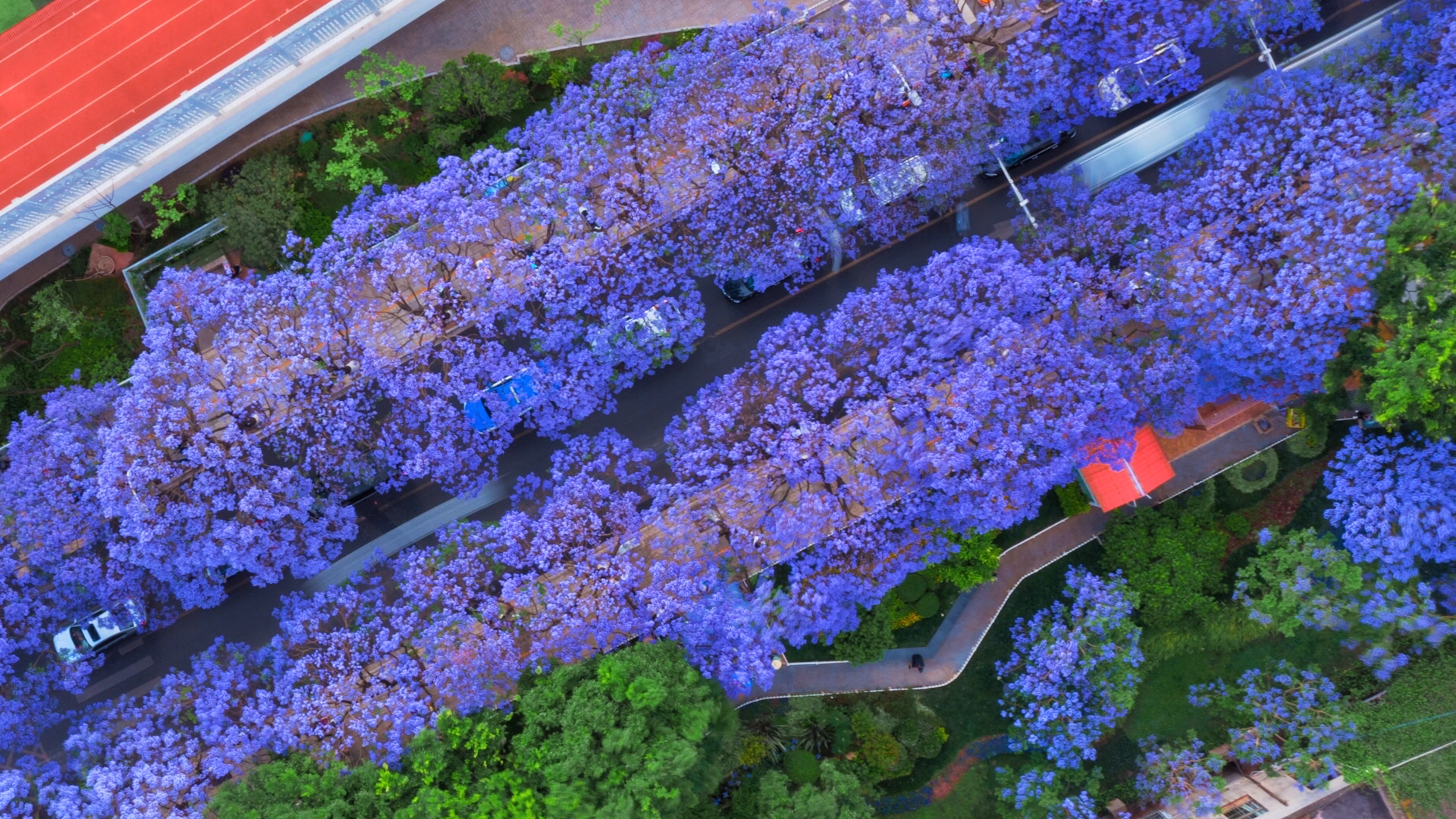 四季旅行·光影云南|昆明五华:看蓝花楹"一路生花" 半城烟紫半城梦