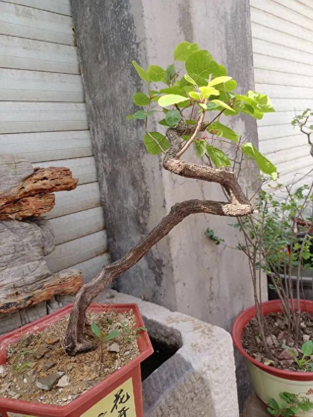 黄栌盆景,这可是一种能让人心旷神怡的植物,给我们带来无限美好