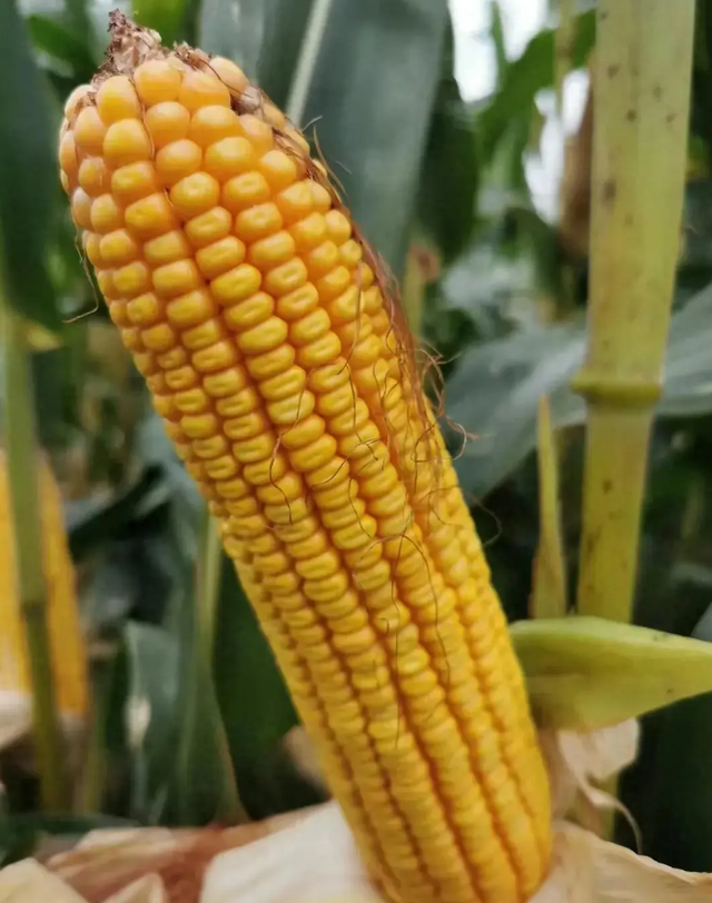 突破艰辛,开启未来!首批转基因作物种子许可证正式发放