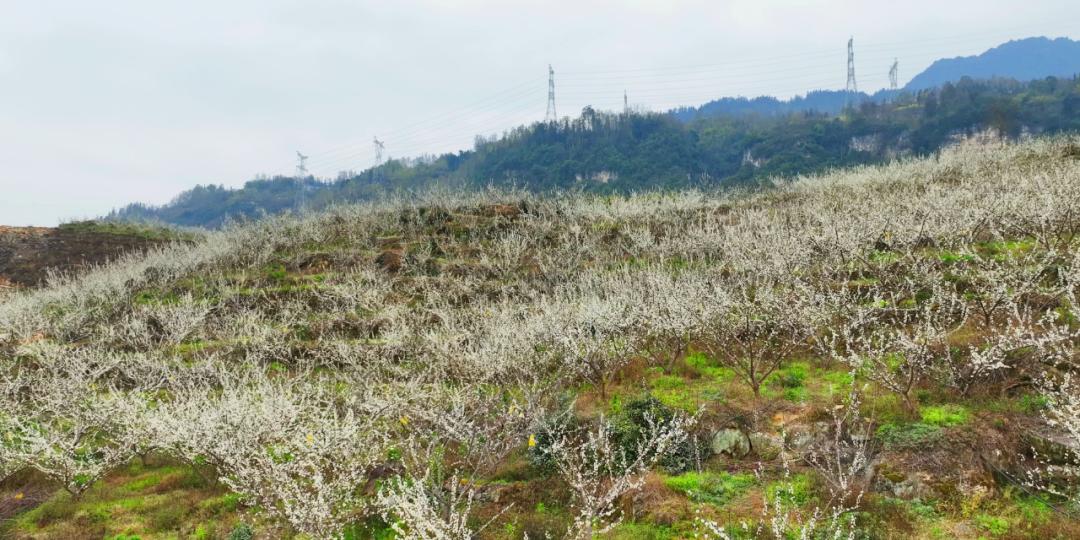 桧溪强胜:2000亩李子花开春意浓