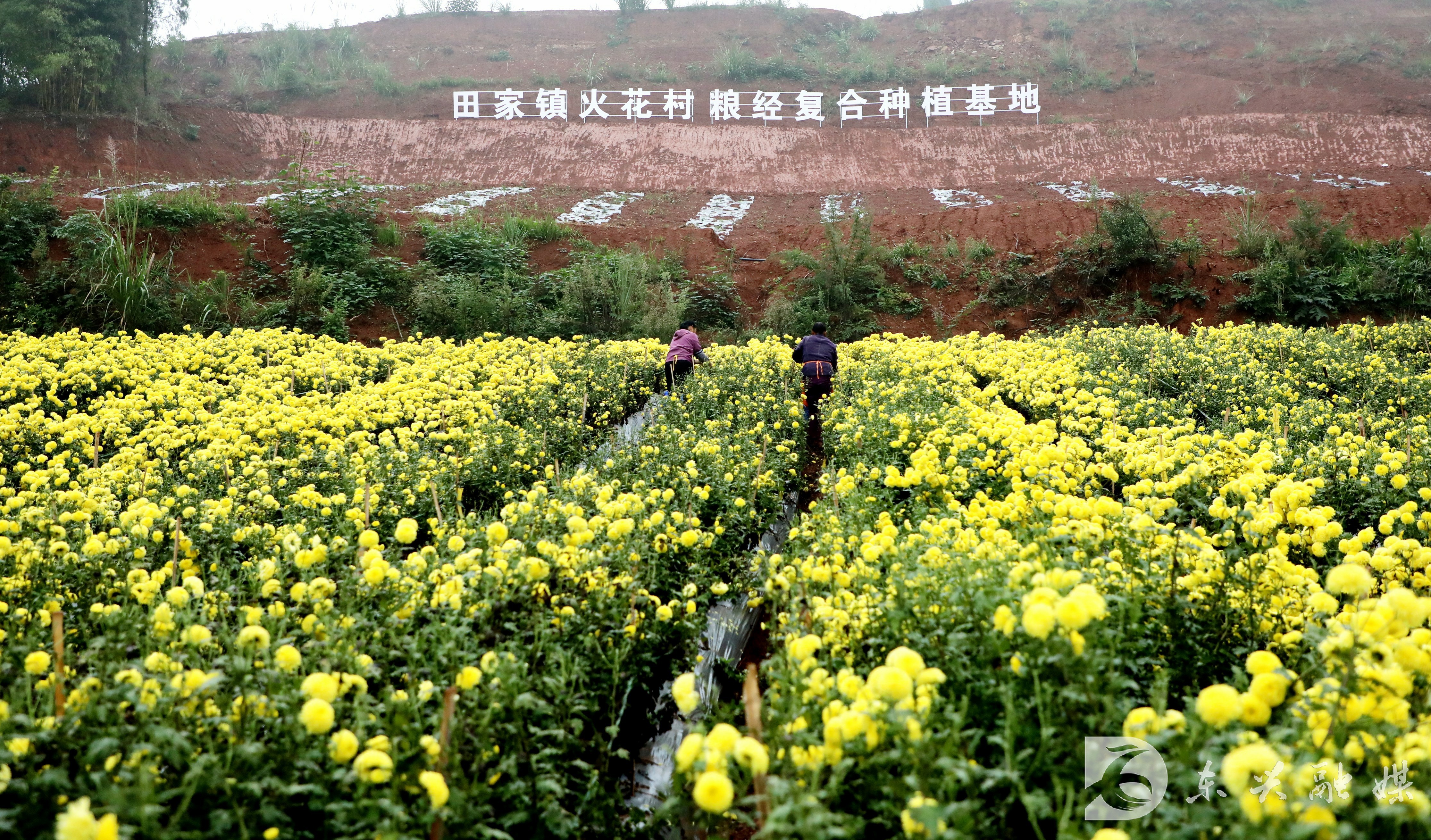 东兴区田家镇:保障用电需求 助力乡村振兴