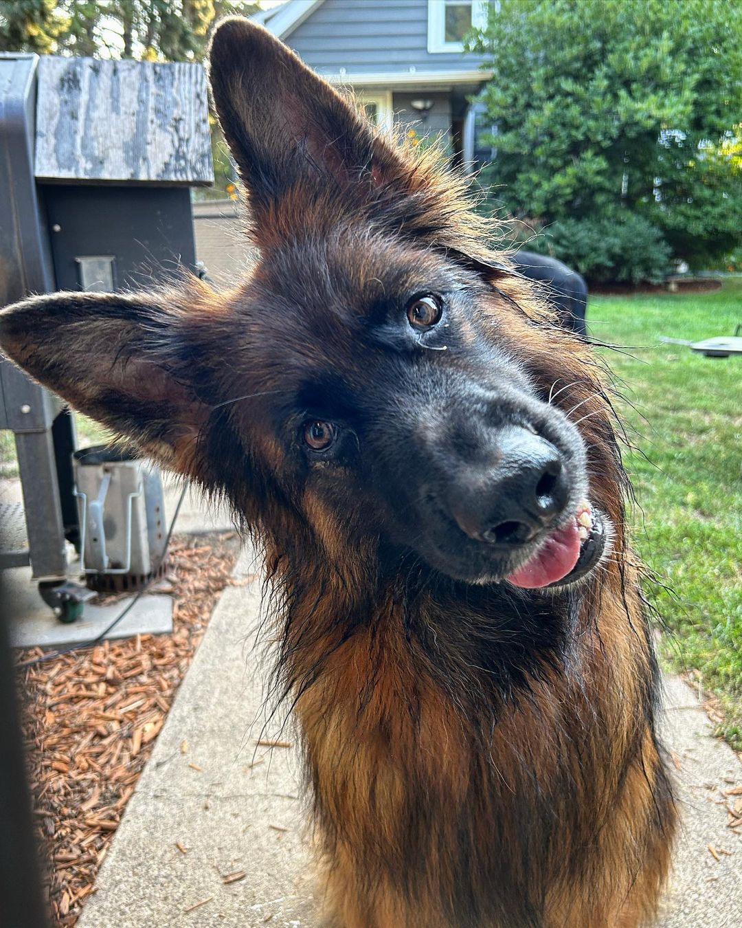 赛系德国牧羊犬幼犬,视频挑选,包邮到家抓紧联系主播询问吧作为德牧犬