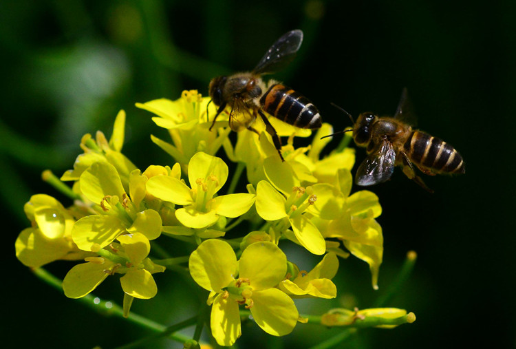 阿坝松潘:小蜜蜂发挥大作用 "苦乡镇"有了"甜产业"