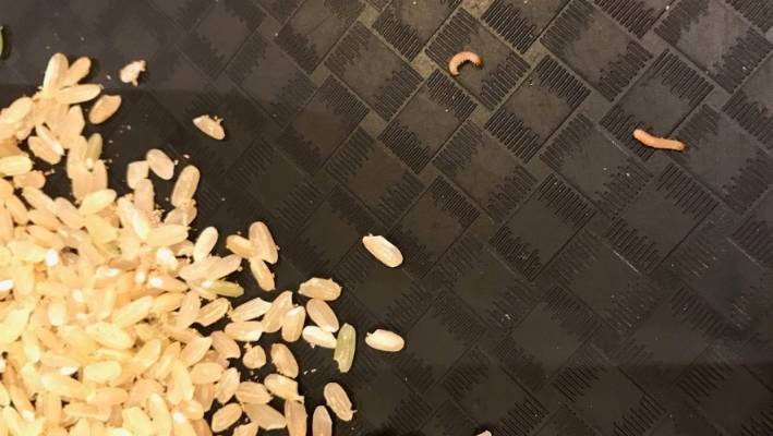 身上,但是我们可以通过"防孵化"工作,来阻止寄生于谷物中的虫卵孵化