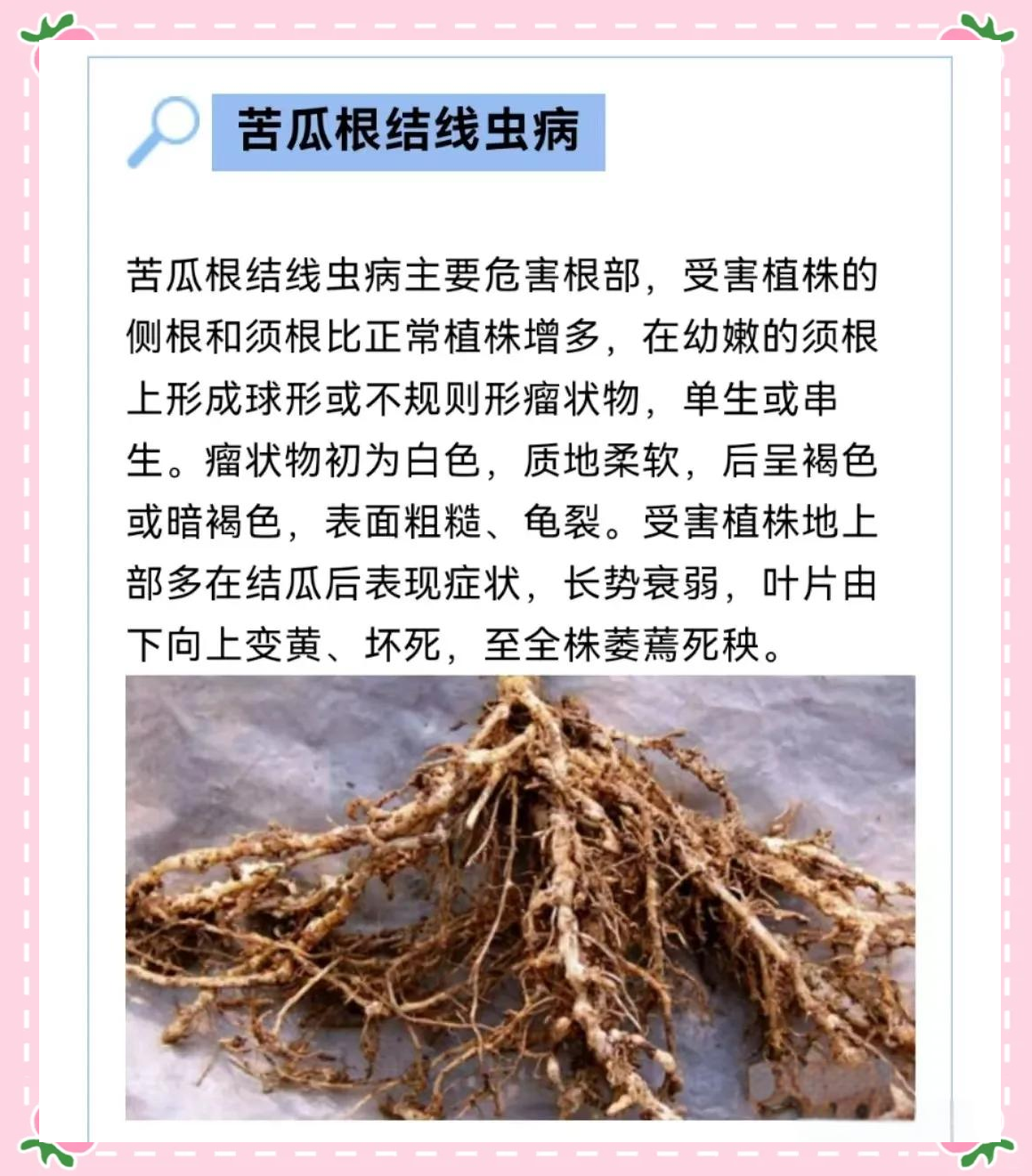 苦瓜多种病害高清图谱及介绍